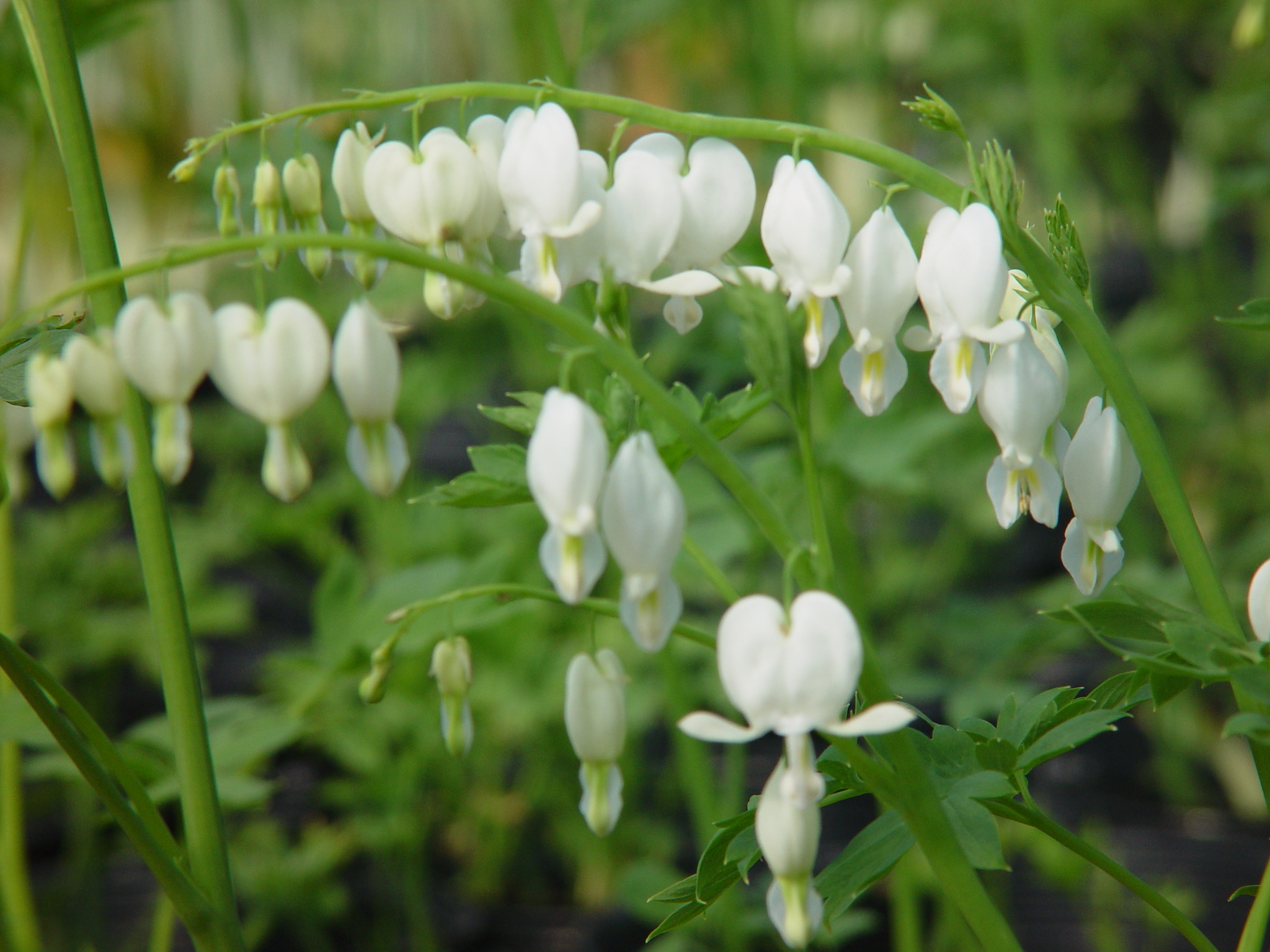 Dicentra spectabilis 'Alba'